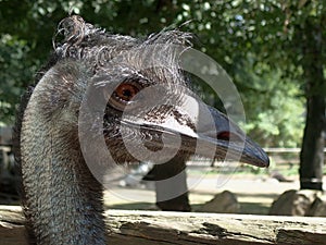 Ostrich head close up