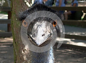 Ostrich head close up