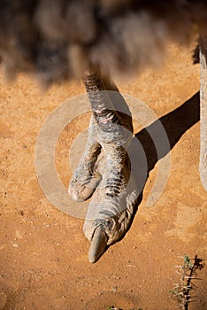 Two-toed ostrich foot