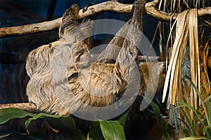 Two-toed sloth 1