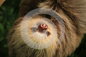 Two toed sloth