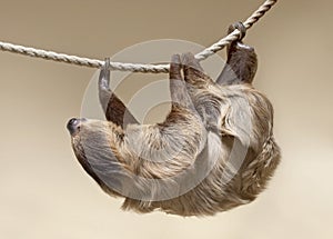 Two-toed sloth