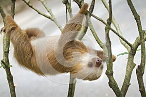 Two-toed sloth photo