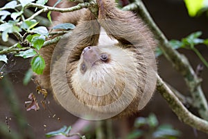 The two-toed sloth