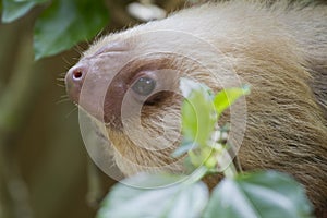 The two-toed sloth