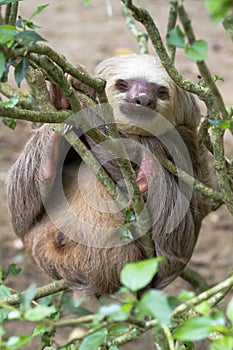 The two-toed sloth