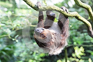 Two Toed Sloth