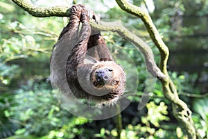 Two Toed Sloth