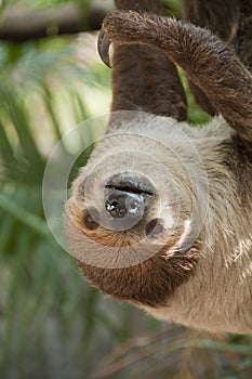 Two-toed sloth.