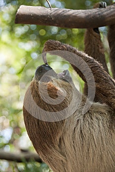 Two-toed sloth.