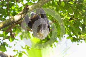 Two-toed Sloth