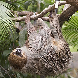 Two-toed sloth