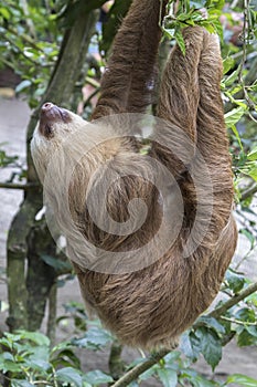 Two-toed sloth