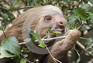 Two-toed sloth