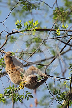 Two-toed sloth