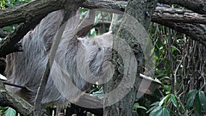 Two-toed Sloth animal climbing upside down on hanging tree branch Choloepus didactylus