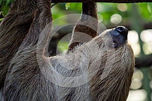 Two-toed Sloth animal climbing upside down on hanging tree branch Choloepus didactylus