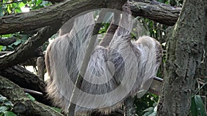 Two-toed Sloth animal climbing upside down on hanging tree branch Choloepus didactylus