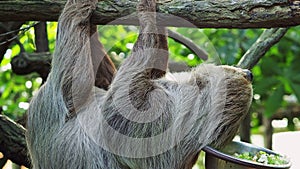 Two-toed Sloth animal climbing upside down on hanging tree branch Choloepus didactylus