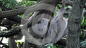 Two-toed Sloth animal climbing upside down on hanging tree branch Choloepus didactylus