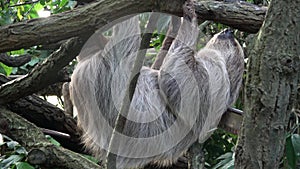 Two-toed Sloth animal climbing upside down on hanging tree branch (Choloepus didactylus