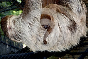 Two-toed sloth baby on the mother belly