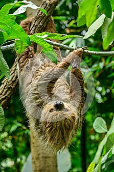 Two toed sloth, Choloepus didactylus