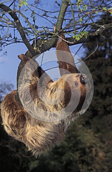 TWO TOED SLOTH choloepus didactylus, ADULT HANGING FROM BRANCH