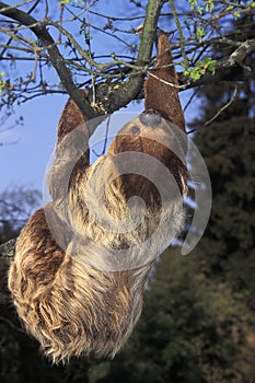 TWO TOED SLOTH choloepus didactylus, ADULT HANGING FROM BRANCH