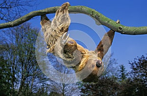 Two Toed Sloth, choloepus didactylus, Adult hanging from Branch