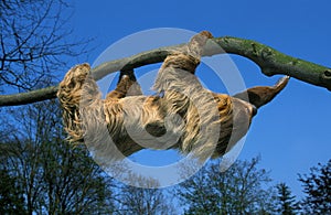 Two Toed Sloth, choloepus didactylus, Adult hanging from Branch