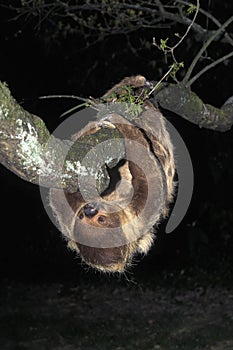 Two-Toed Sloth, choloepus didactylus, Adult hanging from Branch