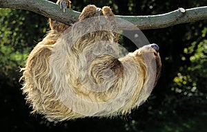 Two Toed Sloth, choloepus didactylus, Adult hanging from Branch