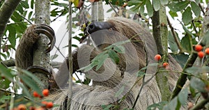 Two Toed Sloth, choloepus didactylus, Adult Hanging from Branch