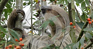 Two Toed Sloth, choloepus didactylus, Adult Hanging from Branch