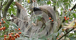 Two Toed Sloth, choloepus didactylus, Adult Hanging from Branch