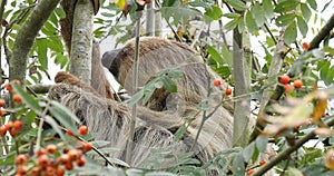 Two Toed Sloth, choloepus didactylus, Adult Hanging from Branch