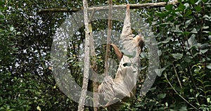 Two Toed Sloth, choloepus didactylus, Adult Hanging from Branch