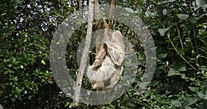 Two Toed Sloth, choloepus didactylus, Adult Hanging from Branch