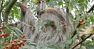 Two Toed Sloth, choloepus didactylus, Adult Hanging from Branch, Moving, Real Time