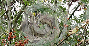 Two Toed Sloth, choloepus didactylus, Adult Hanging from Branch, Moving, Real Time