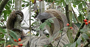 Two Toed Sloth, choloepus didactylus, Adult Hanging from Branch, Moving, Real Time