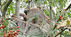 Two Toed Sloth, choloepus didactylus, Adult Hanging from Branch, Moving, Real Time