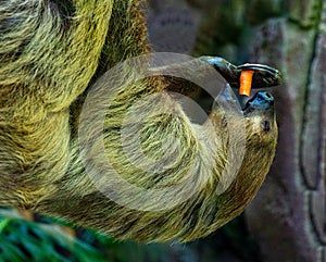 Two-toed Sloth Choloepus didactylus eats a meal while hanging