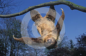 TWO TOED SLOTH choloepus didactylus HANGING UPSIDE DOWN FROM BRANCH AGAINST BLUE SKY