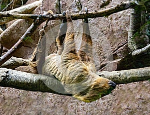 Two-toed Sloth Choloepus didactylus hangs on a tree branch. Wilhelma, Baden Wuerttemberg, Germany