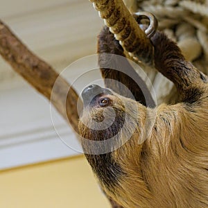 A two toed sloth climbing on a rope