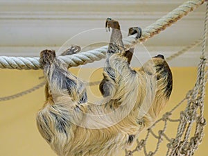 A two toed sloth climbing on a rope