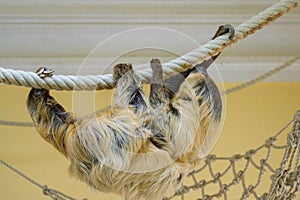 A two toed sloth climbing on a rope