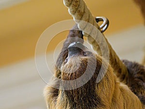 A two toed sloth climbing on a rope